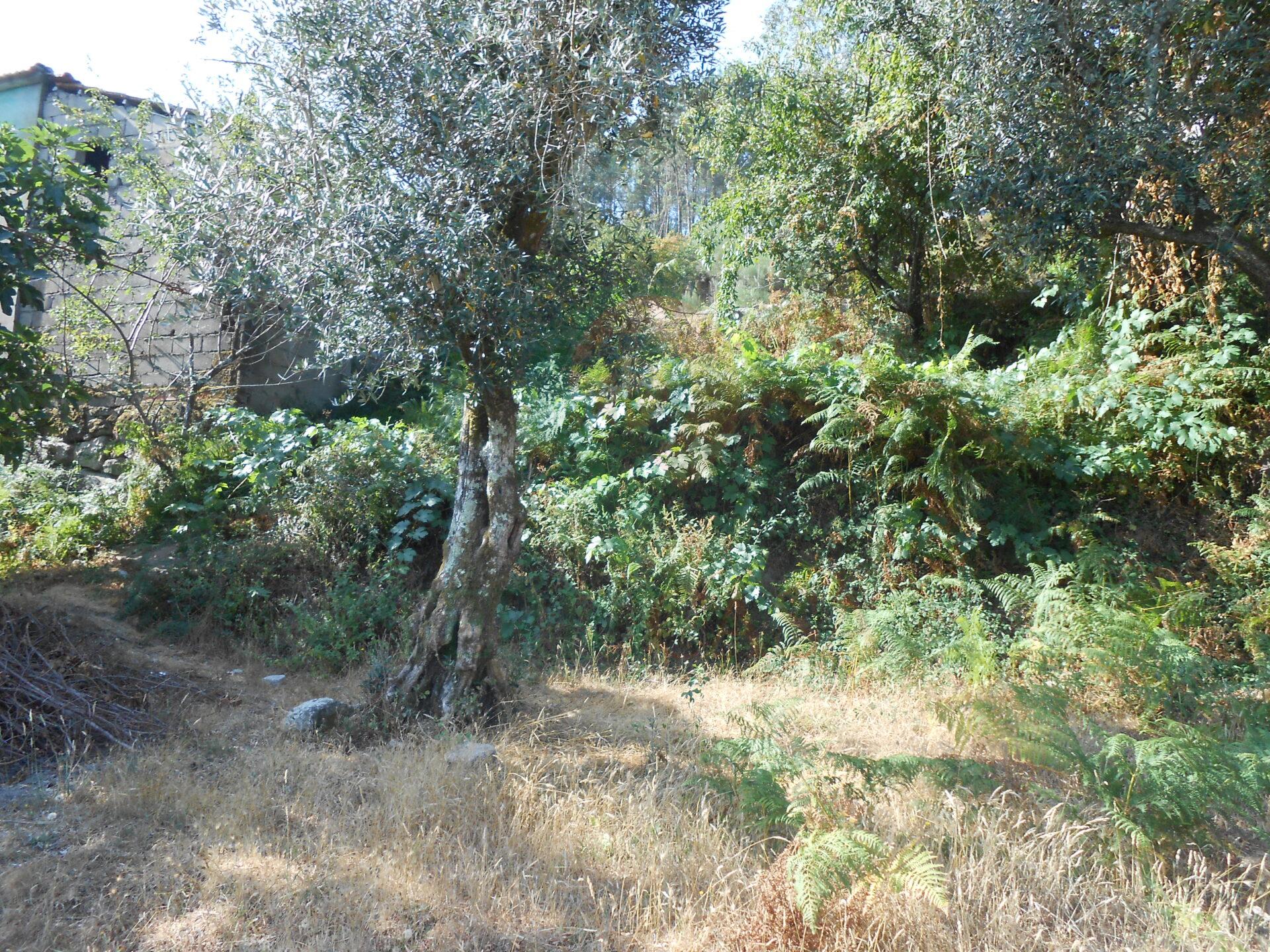 DSCN6035